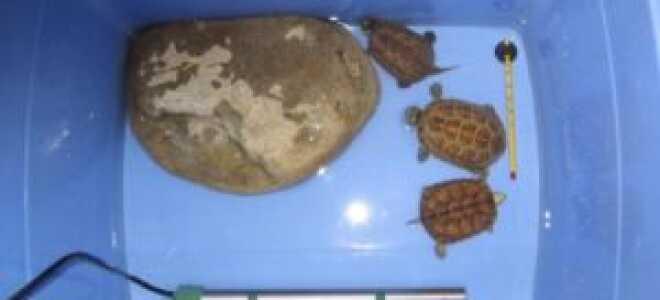 Как выбрать ультрафиолетовую (УФ) лампу для красноухих черепах и других рептилий