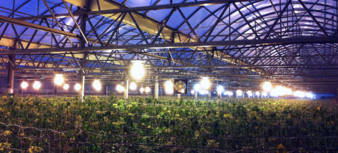 Тонкости светодиодного освещения теплицы и его расчет